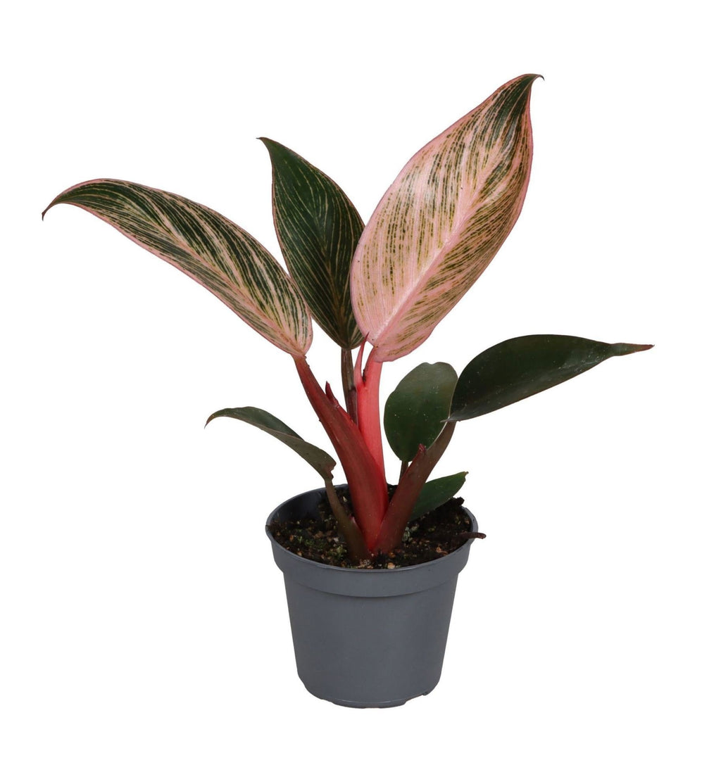 Philodendron Pink Bikini - Philodendron Pink Bikini - Green - Pink - Tropical - Ø6cm - ↕10cm