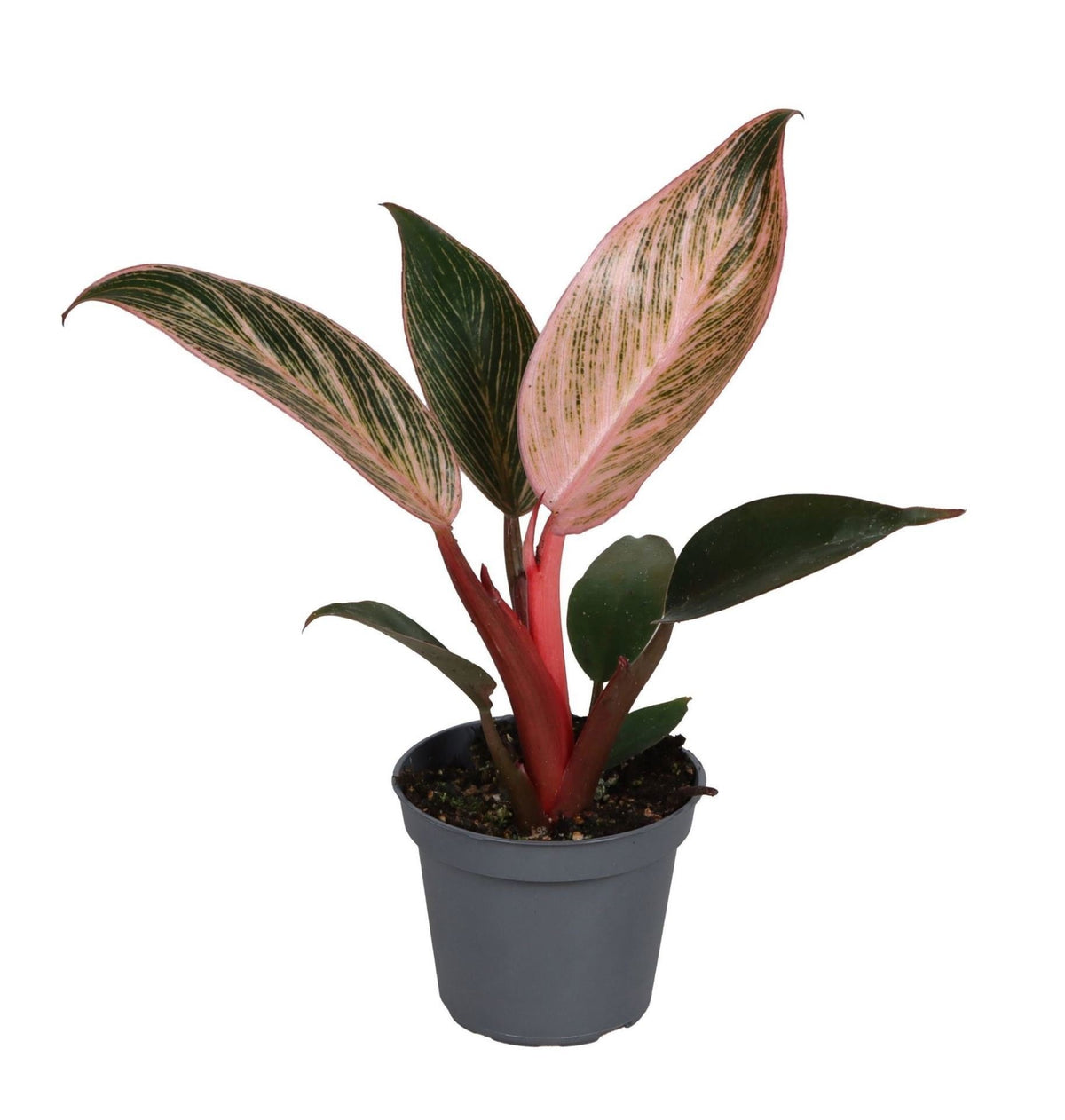Philodendron Pink Bikini - Philodendron Pink Bikini - Green - Pink - Tropical - Ø6cm - ↕10cm