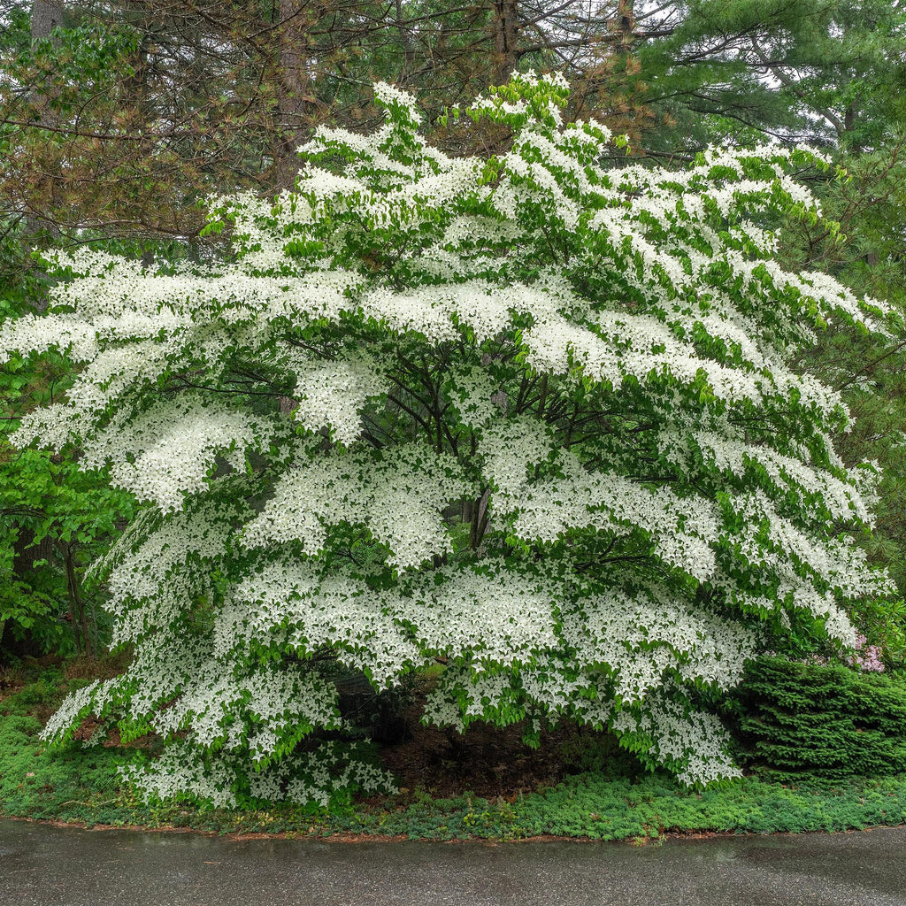 Green boutiQ - Plante de jardin - Cornus Florida - Fleur Blanc-Rose - 1 Plante - Caduc - Peu d'entretien - Pot 12cm Hauteur 35cm