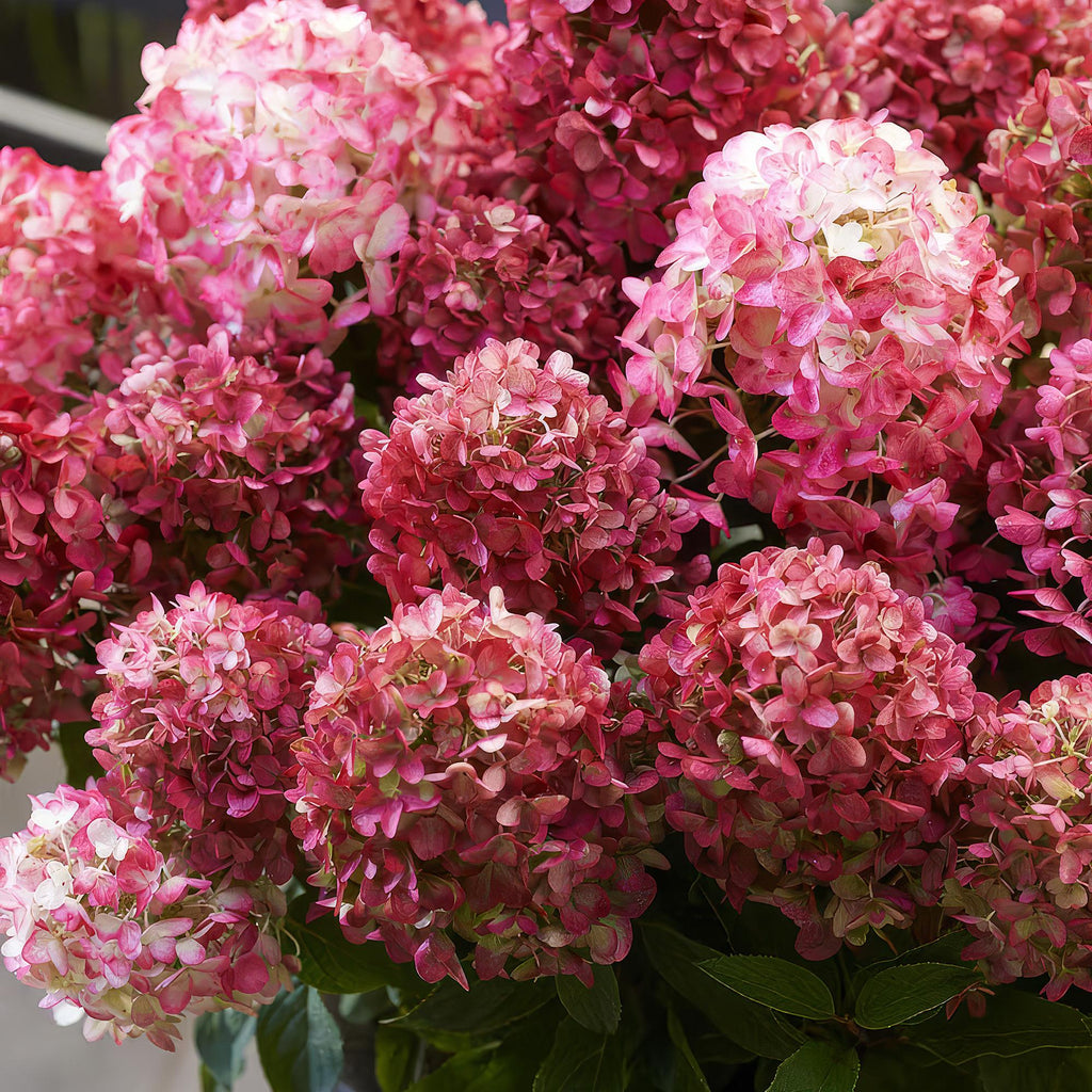 Green boutiQ - Plante de jardin - Hydrangea paniculata Living Little Rosy - Hortensia paniculé - Rustique - Rose - 3 plantes - Pot 12cm - Hauteur 20-30cm