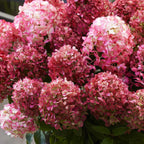 Green boutiQ - Plante de jardin - Hydrangea paniculata Living Little Rosy - Hortensia paniculé - Rustique - Rose - 3 plantes - Pot 12cm - Hauteur 20-30cm