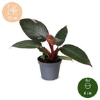 Philodendron Pink Princess - Pink Princess Philodendron - Green - Pink - Tropical - Ø6cm - ↕12cm