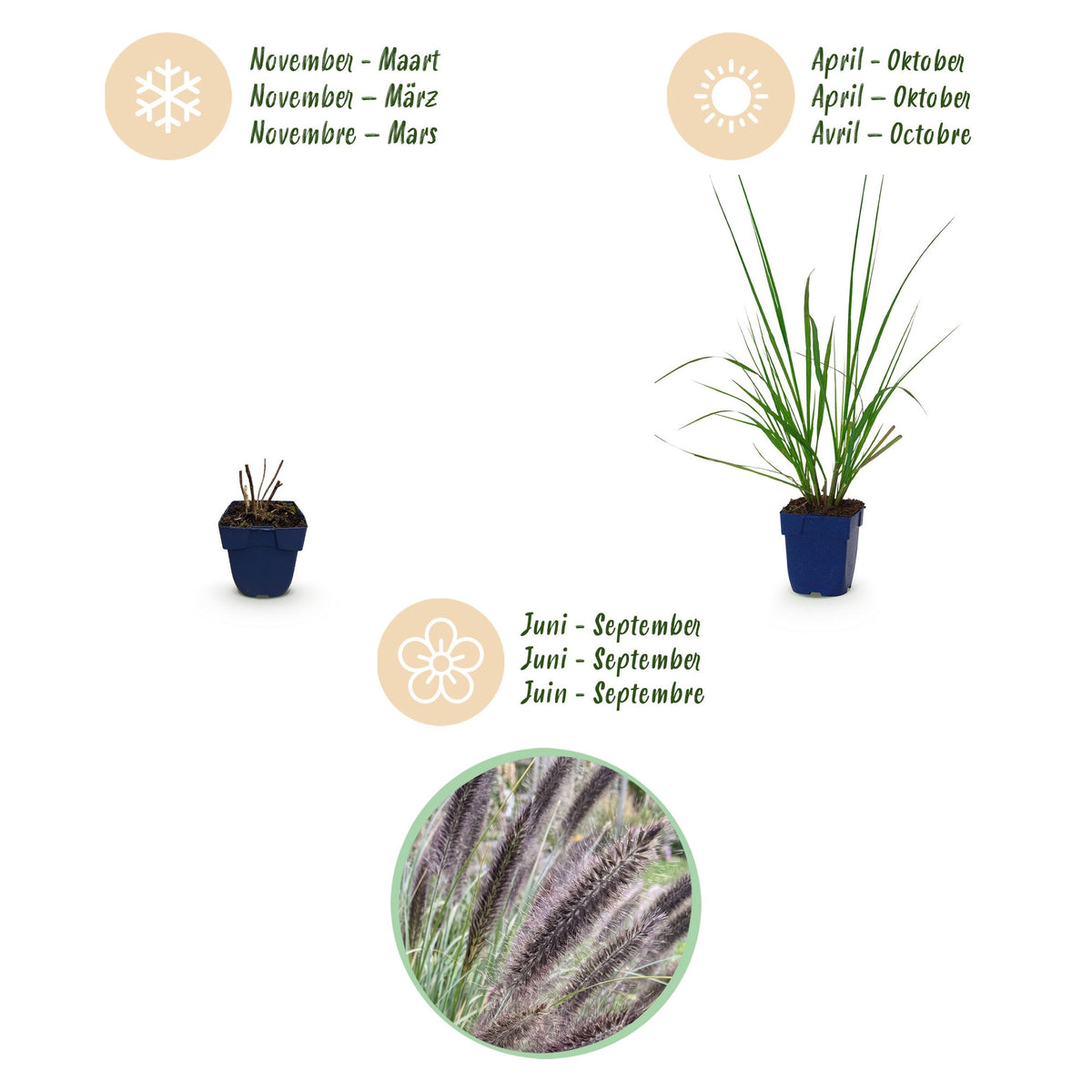 Green boutiQ - Gräser - Pennisetum alop. Black Beauty - Lampenputzergras - Mit Blütenähre - Grün - 6 Pflanzen - Topf 11cm - Höhe 15-25cm