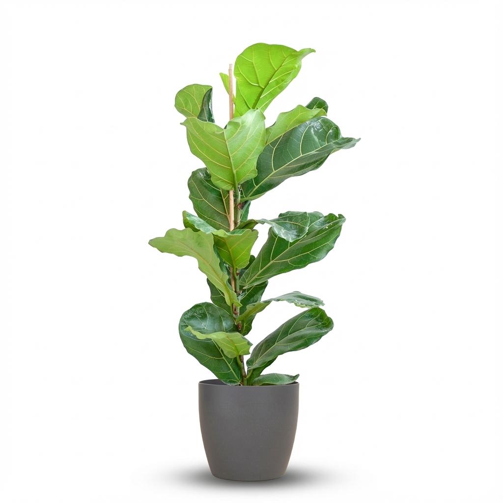 Green boutiQ - Plante d'intérieur - Figuier lyre - Ficus Lyrata - Vert - Entretien facile - 1 plante - avec pot gris - Pot 21 cm - Hauteur 75 - 85 cm