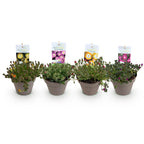 Green boutiQ - Couvre-sol - Rustique - Delosperma Jewel of Dessert - 4 plantes - Couleurs rouge - orange - violet - rose - peu d'entretien - Pot 14 Hauteur 17
