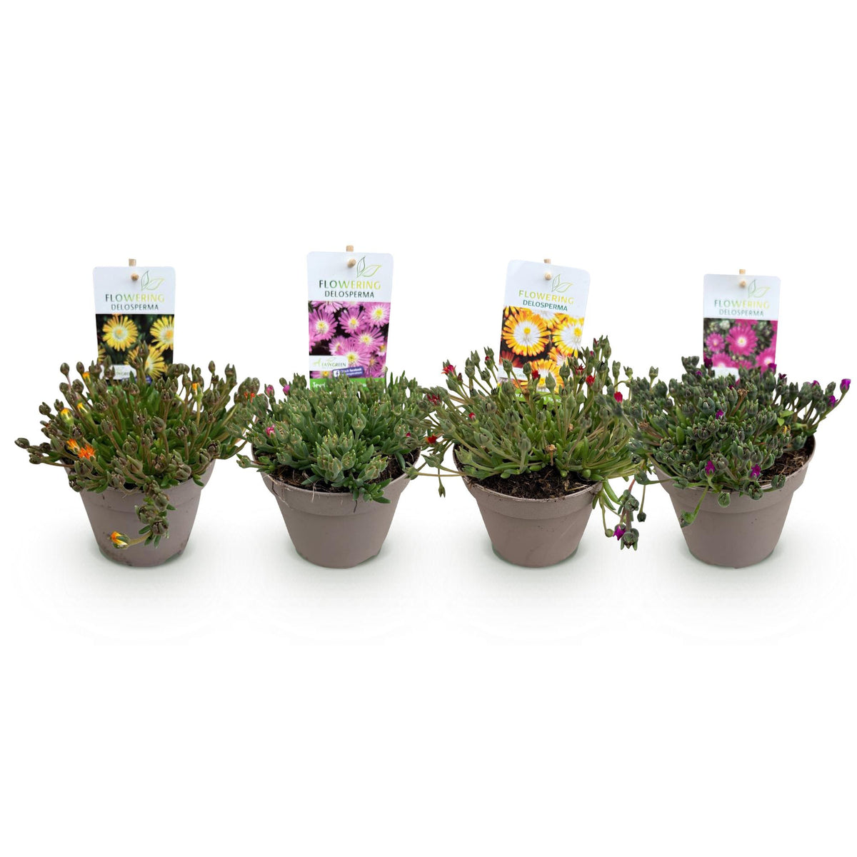 Green boutiQ - Couvre-sol - Rustique - Delosperma Jewel of Dessert - 4 plantes - Couleurs rouge - orange - violet - rose - peu d'entretien - Pot 14 Hauteur 17