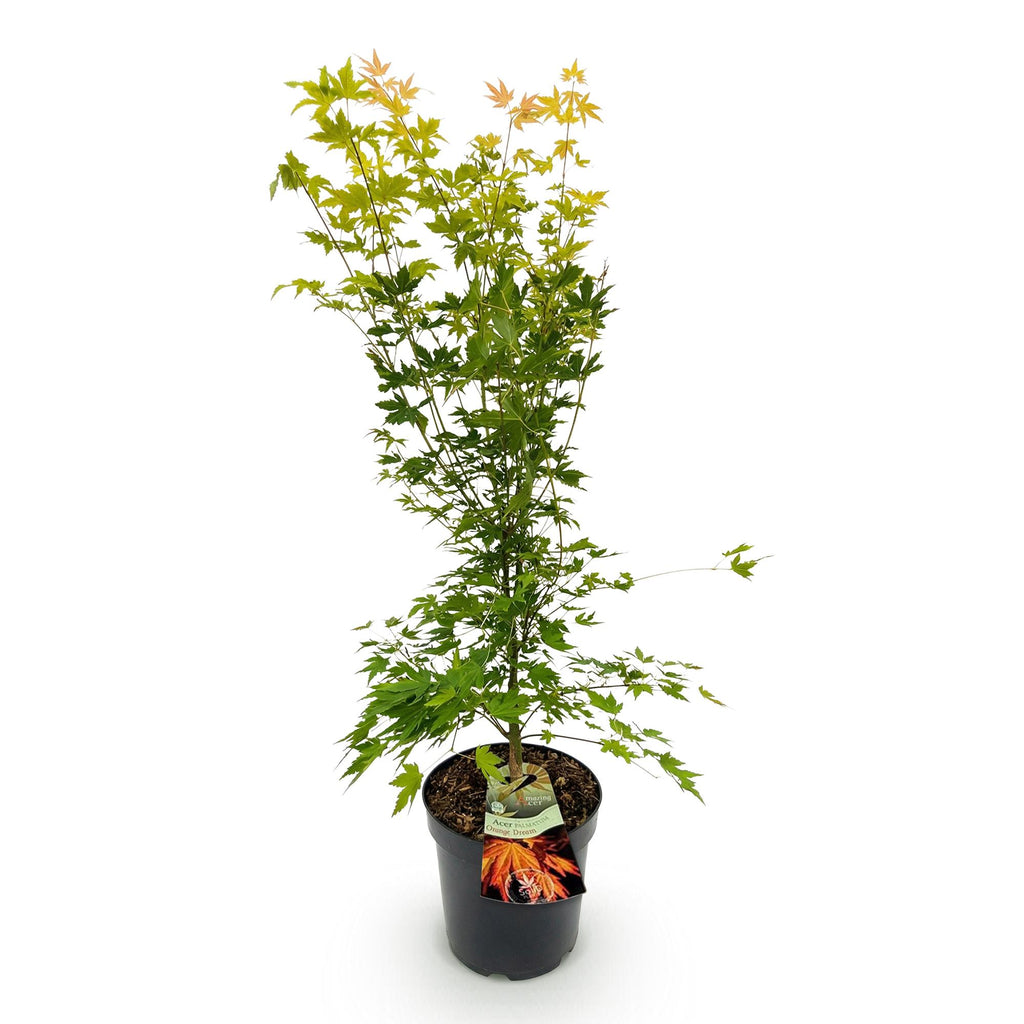 Green boutiQ - Plante d'extérieur - Acer palmatum Orange Dream - Érable du Japon - Caduc - Orange - 1 - Pot 26cm - Hauteur 90cm