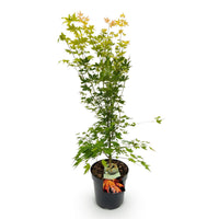 Green boutiQ - Tuinplant - Acer palmatum Orange Dream - Japanse Esdoorn - Bladverliezend - Oranje - 1 - Pot 26cm - Hoogte 90cm