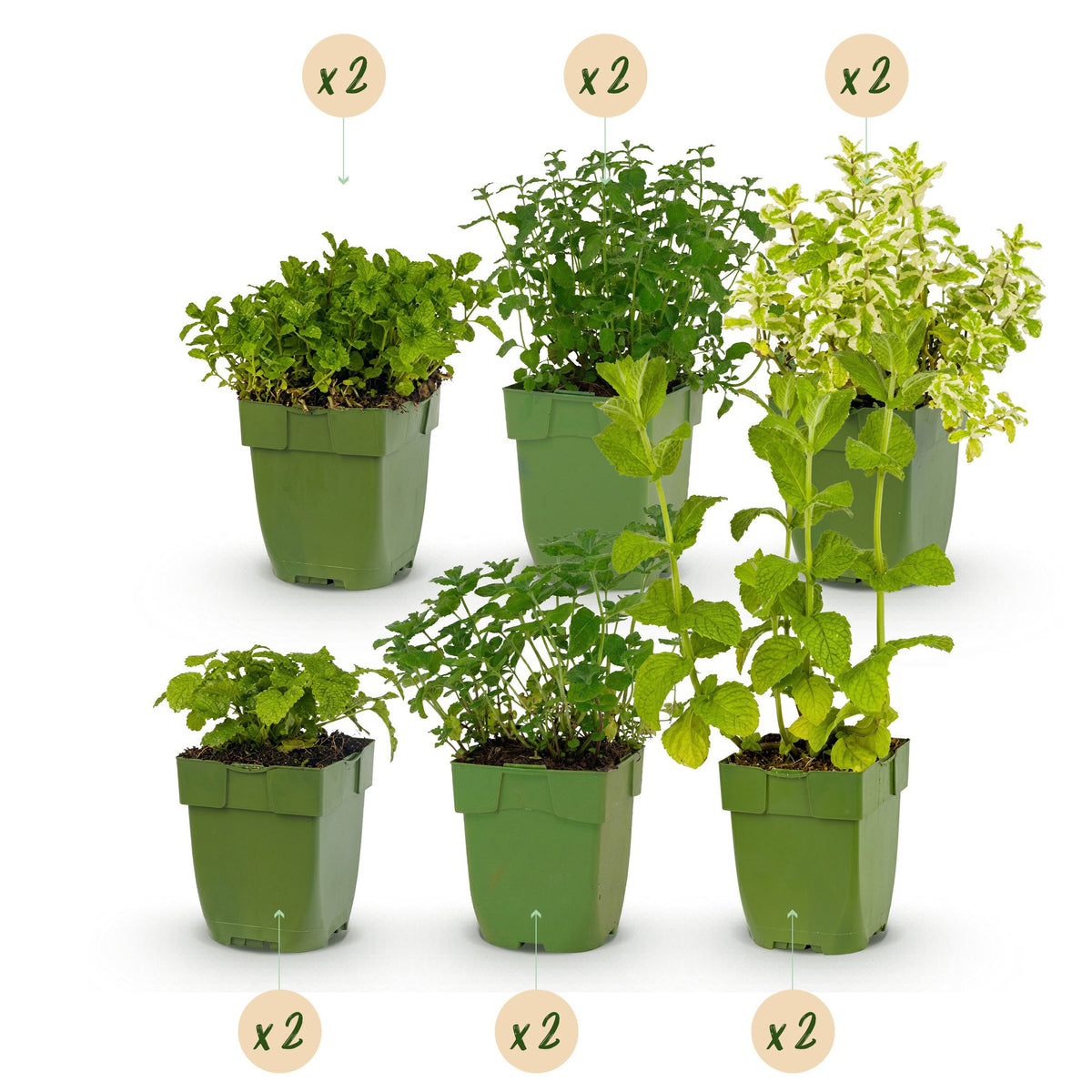 Vasteplant - Borderpakket - Theekruiden - Diversen - Soorten en kleuren - 12 Planten - Pot 11cm - Hoogte 15-25cm