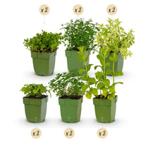 Vasteplant - Borderpakket - Theekruiden - Diversen - Soorten en kleuren - 12 Planten - Pot 11cm - Hoogte 15-25cm