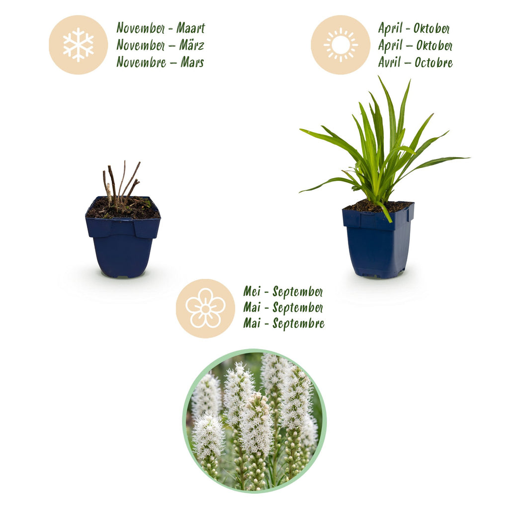 Green boutiQ - Stauden - Liatris spicata Alba - Ährige Prachtscharte - Bienen- und Schmetterlingsmagnet - Weiß - 12 Pflanzen - Topf 11cm - Höhe 15-25cm