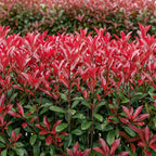 Green boutiQ - Haies - Photinia fraseri Carre Rouge - vert rouge - 6 plantes - 1 mètre linéaire - persistant - pot 17 cm hauteur 55 cm