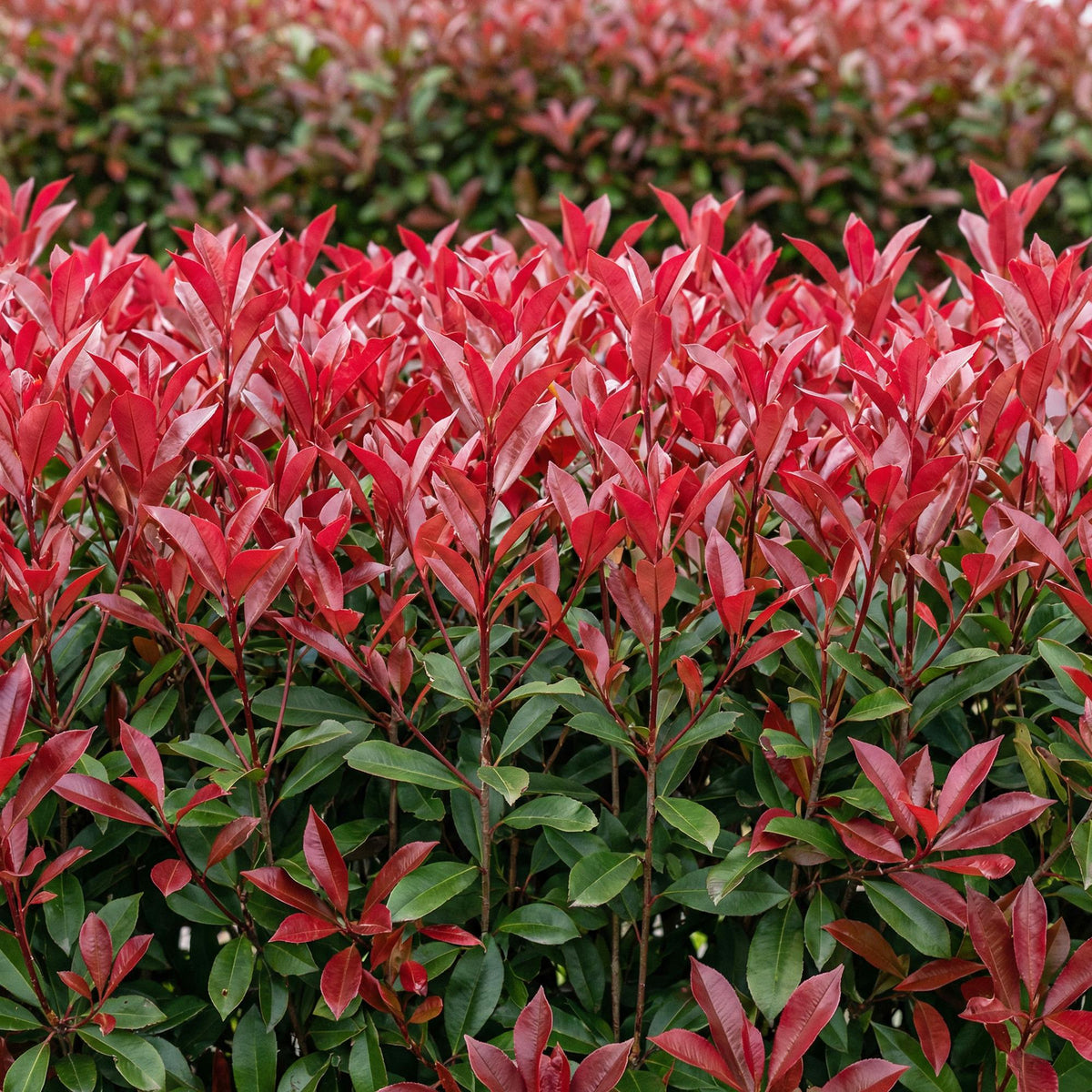 Green boutiQ - Haies - Photinia fraseri Carre Rouge - vert rouge - 6 plantes - 1 mètre linéaire - persistant - pot 17 cm hauteur 55 cm