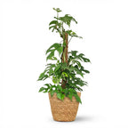 Green boutiQ - Zimmerpflanze - Mini-Fensterblatt - Monstera Minima Moosstab - Grün - pflegeleicht - 1 Pflanze - mit Korb - Topf 19cm - Höhe 90cm