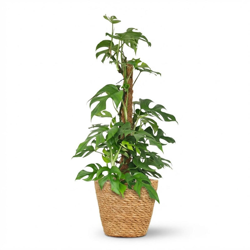 Green boutiQ - Kamerplant - Mini Gatenplant - Monstera Minima Mosstok - Groen - Weinig onderhoud - 1 Plant - met Mand - Pot 19cm - Hoogte 90cm