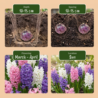 20x Hyacinthus Pastel mix - Pastel mix hyacint - Pastel - Voorjaarsbloeier - Bolmaat 14/15