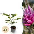 Green boutiQ - Gartenpflanze - Magnolia liliiflora Nigra - Blüte Lila - 3 Pflanzen - Laubabwerfend - Pflegeleicht - Topf 12cm Höhe 30cm