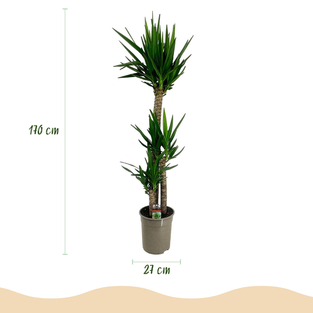 Green boutiQ - Plante d'intérieur - Yucca elephantipes - Yucca - Peu d'entretien - Vert - 1 - Pot 27cm - Hauteur 170cm