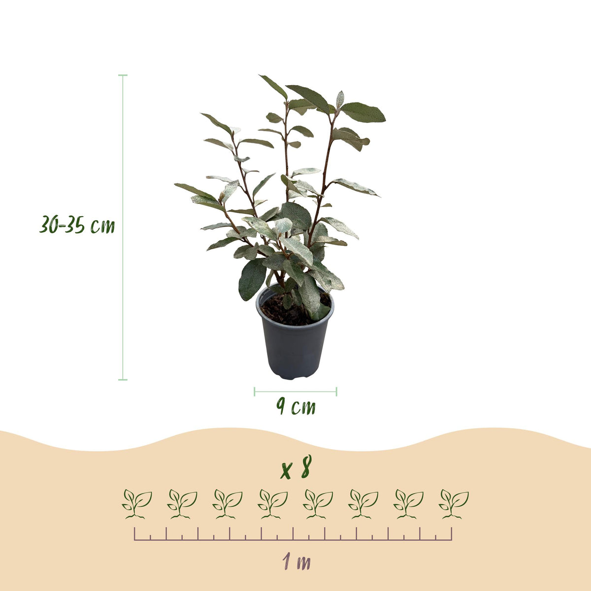 Green boutiQ - Haagplanten - Eleagnus ebbingei Compacta - Blad Grijs - 8 Planten - 1 Strekkende Meter - Groenblijvend - Pot 9cm Hoogte 30-35cm