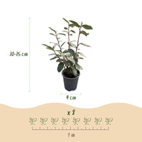 Green boutiQ - Haagplanten - Eleagnus ebbingei Compacta - Blad Grijs - 8 Planten - 1 Strekkende Meter - Groenblijvend - Pot 9cm Hoogte 30-35cm