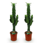 Green boutiQ - Plante d'intérieur - Euphorbia eritrea - Euphorbe arborescente - Entretien facile - Vert - 2 - Pot 19cm - Hauteur 70cm