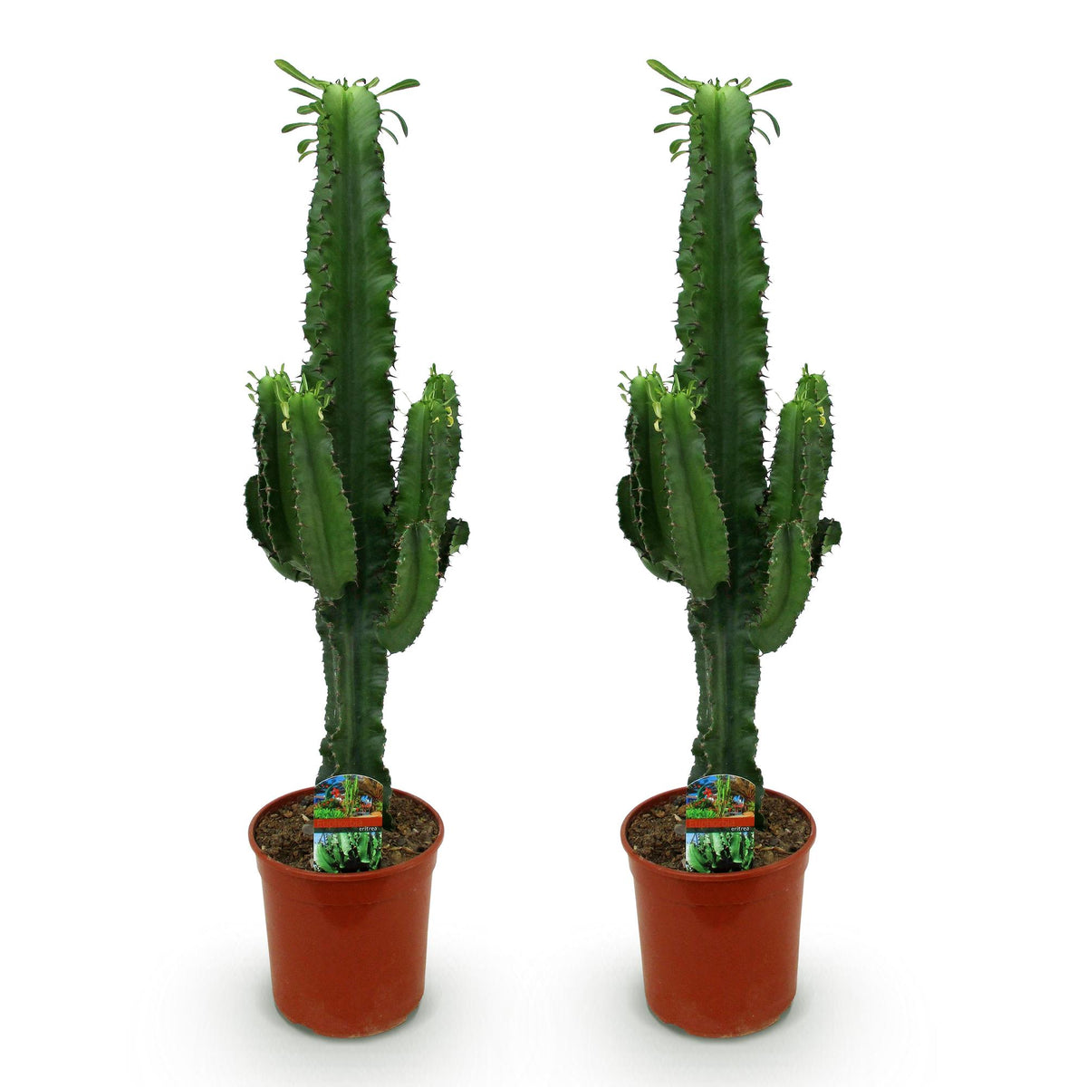 Green boutiQ - Plante d'intérieur - Euphorbia eritrea - Euphorbe arborescente - Entretien facile - Vert - 2 - Pot 19cm - Hauteur 70cm