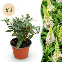 Green boutiQ - Tuinplant - Buddleja davidii Butterfly Candy Little White - Vlinderstruik - Compact - Wit - 3 Planten - Pot 12cm - Hoogte 20-25cm