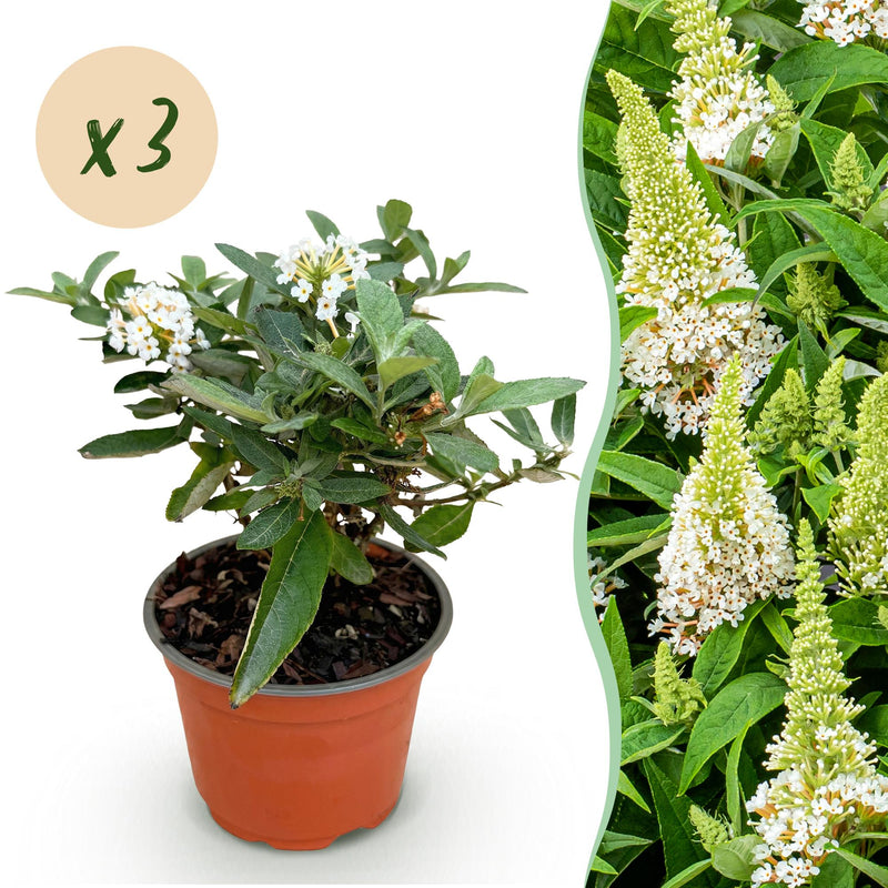 Green boutiQ - Tuinplant - Buddleja davidii Butterfly Candy Little White - Vlinderstruik - Compact - Wit - 3 Planten - Pot 12cm - Hoogte 20-25cm