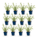 Green boutiQ - Stauden - Verbena bonariensis Lollipop - Eisenkraut - Bienen- und Schmetterlingsmagnet - Lila - 12 Pflanzen - Topf 11cm - Höhe 15-25cm