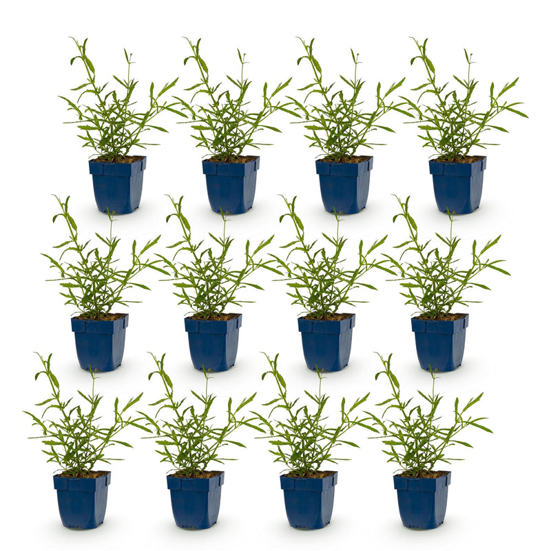Green boutiQ - Vasteplant - Verbena bonariensis Lollipop - Ijzerhard - Bijen en Vlinderlokkers - Paars - 12 Planten - Pot 11cm - Hoogte 15-25cm