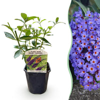Green boutiQ - Tuinplant - Buddleja davidii Empire Blue - Vlinderstruik - Winterhard - Blauw - 1 Plant - Pot 17cm - Hoogte 45cm