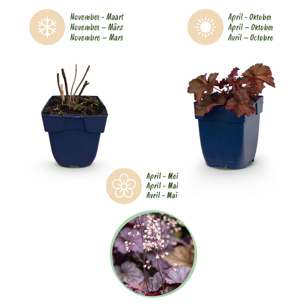 Green boutiQ - Plante vivace - Heuchera micr. Palace Purple - Heuchère - Ombre - Violet - 1 plante - Pot 11 cm - Hauteur 15-25 cm