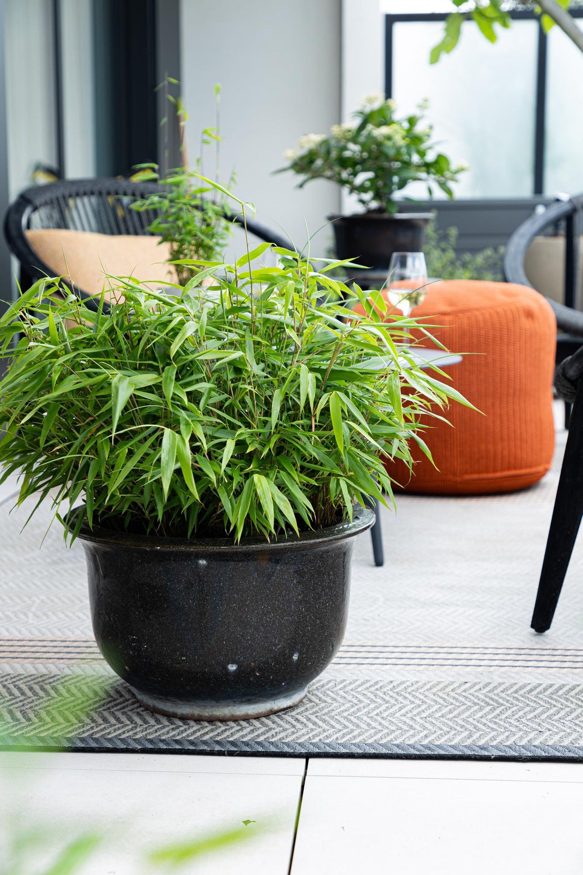 Green boutiQ - Bambus - Fargesia robusta Pingwu - Immergrün - Nicht wuchernd - Grün - 6 Pflanzen - Topf 14cm - Höhe 35cm