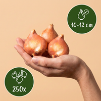 250x Bulb Garden Mix - Bollentuinmix - Diversen - Zomerbloeier - Bolmaat 10/12