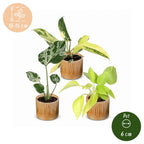 3x Baby Tropical Mix - Various colours - Tropical - incl. Linnea Honey - Ø6cm - ↕10-15cm