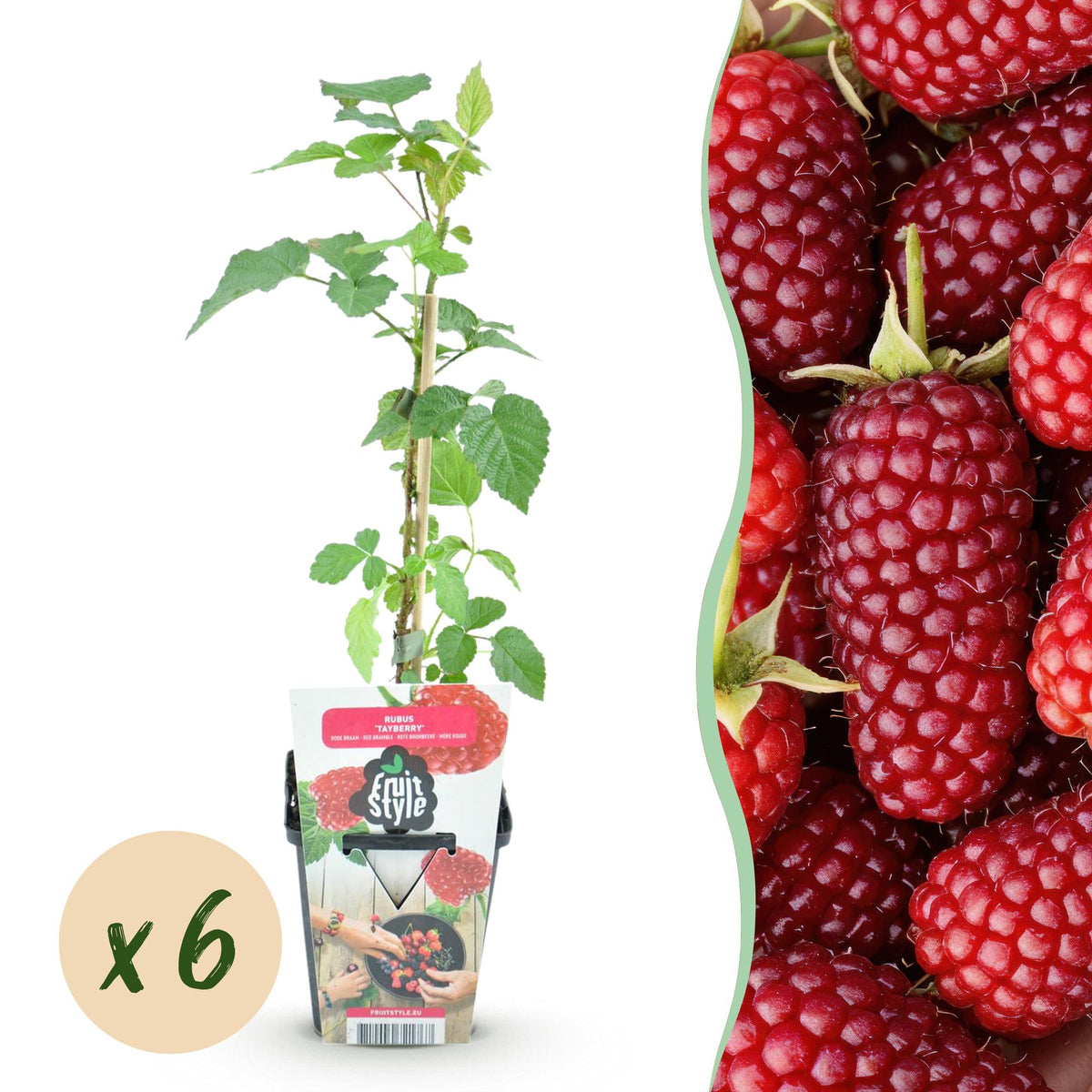 Green boutiQ - Obstpflanzen - Taybeere - Rubus Tayberry - Winterhart - 6 Pflanzen - Topf 9 cm - Rote Johannisbeere