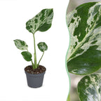 Monstera Deliciosa Bulbarsaur - Monstera Deliciosa Bulbarsaur - Green - Tropical - Ø6cm - ↕18cm