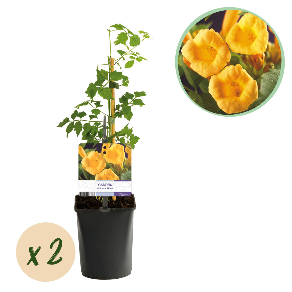 Green boutiQ - Bignone - Campsis radicans Flave - Fleur jaune - Peu d'entretien - 2 plantes - Pot 11cm Hauteur 40cm