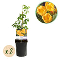 Green boutiQ - Bignone - Campsis radicans Flave - Fleur jaune - Peu d'entretien - 2 plantes - Pot 11cm Hauteur 40cm