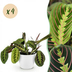 Green boutiQ - Zimmerpflanze - Maranta Fascinator Tricolour - Gebetspflanze - Haustierfreundliche Pflanze - Grün - 4 Pflanzen - mit Topf Weiß - Topf 12cm - Höhe 25cm