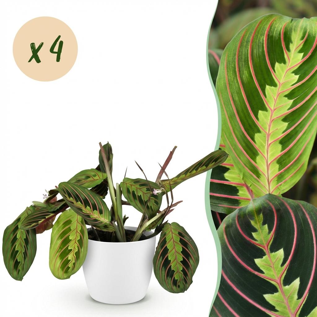 Green boutiQ - Zimmerpflanze - Maranta Fascinator Tricolour - Gebetspflanze - Haustierfreundliche Pflanze - Grün - 4 Pflanzen - mit Topf Weiß - Topf 12cm - Höhe 25cm