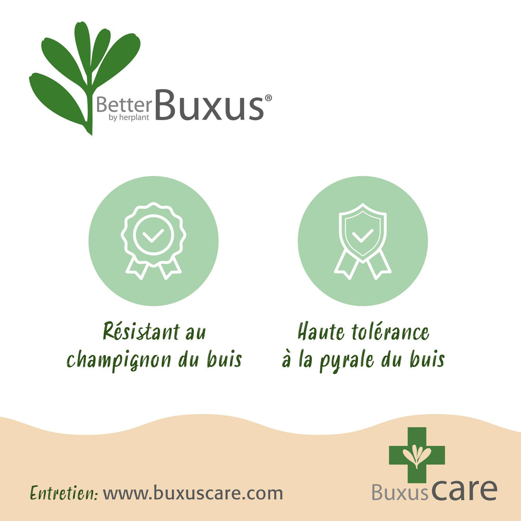 Green boutiQ - Haie de buis - BetterBuxus Babylon Beauty - Résistant au dépérissement du buis - 16 plantes - 2 mètres linéaires - pot 9 cm hauteur 20-25