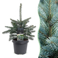 Picea pungens Glauca - Blue Spruce - Blue - Christmas tree - Ø23cm - ↕60cm
