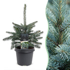Picea pungens Glauca - Blue Spruce - Blue - Christmas tree - Ø23cm - ↕60cm
