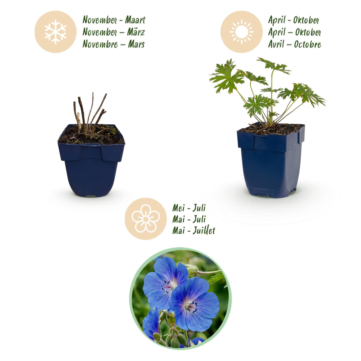 Green boutiQ - Plante vivace - Geranium Johnson's Blue - Géranium - Couvre-sol - Bleu - 1 Plante - Pot 11cm - Hauteur 15-25cm