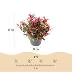 Green boutiQ - Plante de jardin - Leucothoe Colour Diamond - Panaché - 2 plantes - Persistant - Faible entretien - Pot 17 cm Hauteur 45 cm
