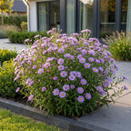 Green boutiQ - Stauden - Aster (D) Strand-Aster - Salz-Aster - Bienen- und Schmetterlingsmagnet - Violett - 24 Pflanzen - Topf 11cm - Höhe 15-25cm