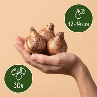 30x Narcissus Carlton - Gele narcis - Geel - Voorjaarsbloeier - Bolmaat 12/14