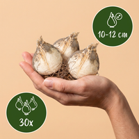 30x Allium Christophii - Sterrenlook - Paars - Zomerbloeier - Bolmaat 10/12