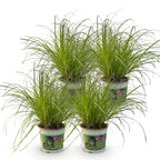 Green boutiQ - Zimmerpflanze - Cyperus alternifolius Zumula - Katzengras - Haustierfreundlich - Grün - 4 Pflanzen - Topf 12cm - Höhe 28-30cm